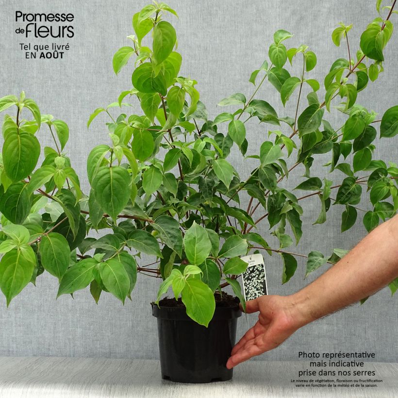 Exemplar von Japanischer Blumen-Hartriegel - Cornus kousa Topf mit 2L/3L wie im Sommer geliefert