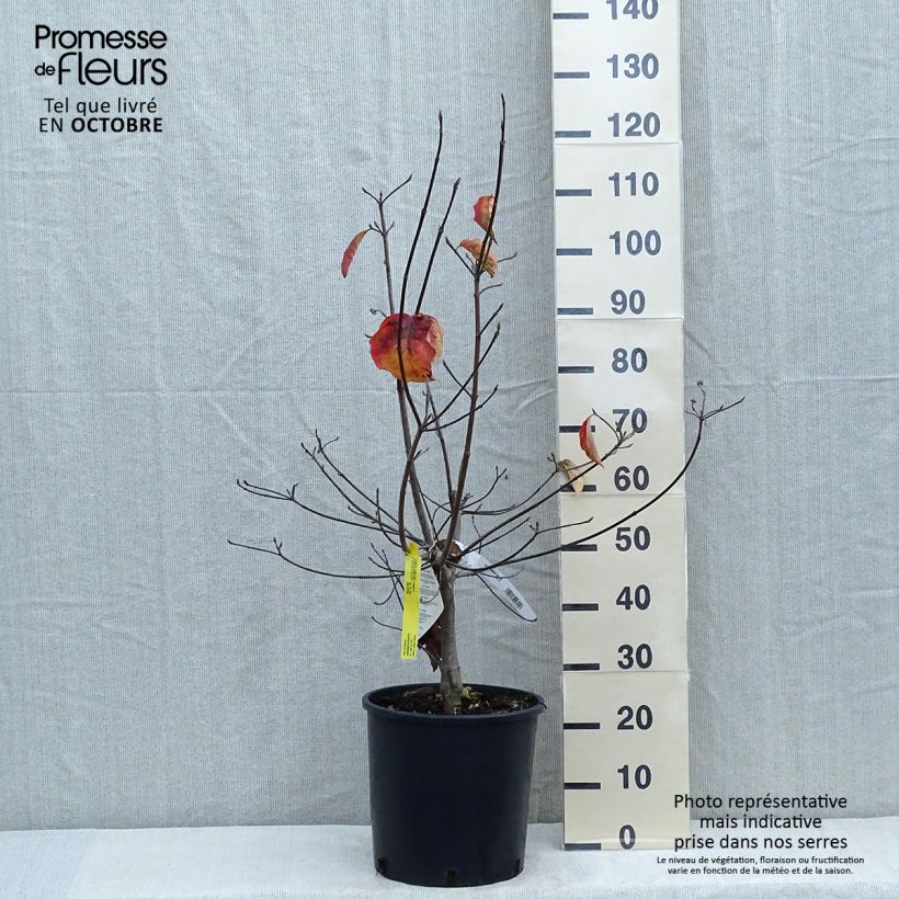 Exemplar von Nuttalls Blüten-Hartriegel Ascona - Cornus nuttallii Topf mit 12L/15L wie im Herbst geliefert