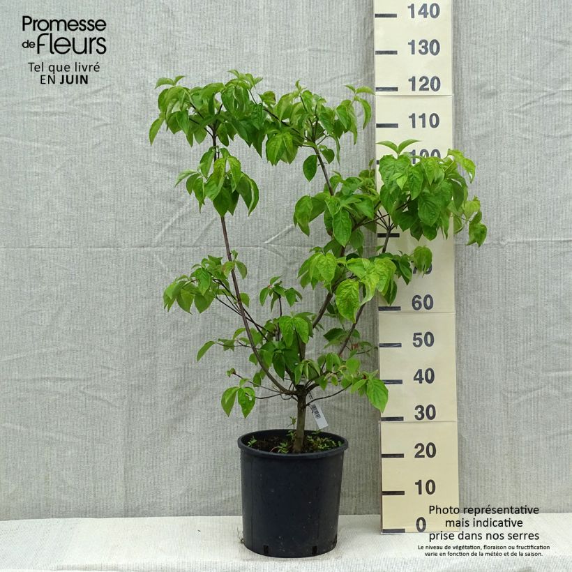 Exemplar von Nuttalls Blüten-Hartriegel Ascona - Cornus nuttallii Topf mit 12L/15L wie im Frühjahr geliefert