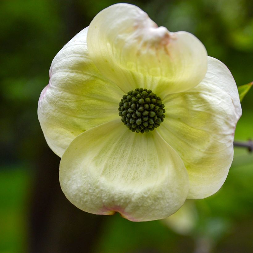 Blüten-Hartriegel Eddie's White Wonder - Cornus (Blüte)