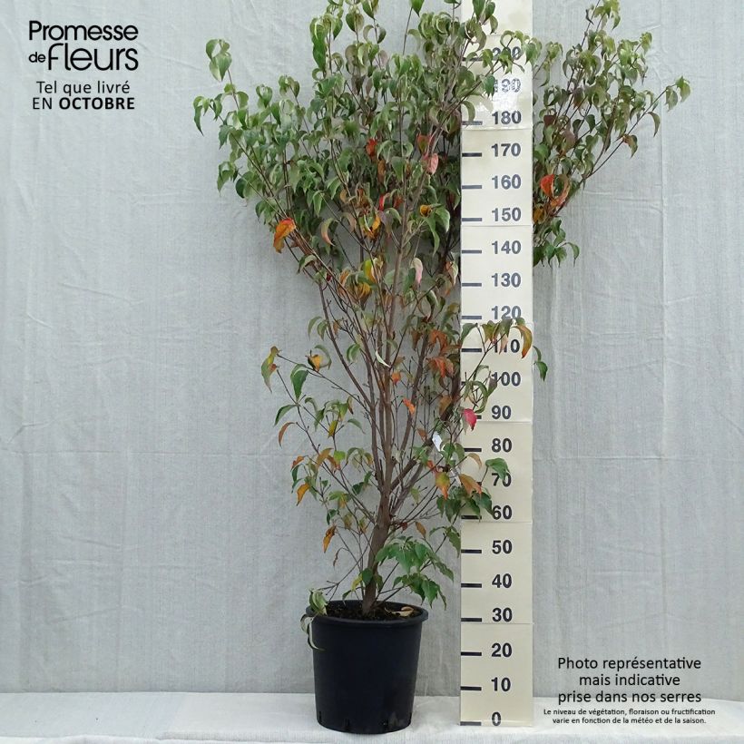 Exemplar von Japanischer Blumen-Hartriegel Milky Way - Cornus kousa Topf mit 18L/20L wie im Herbst geliefert