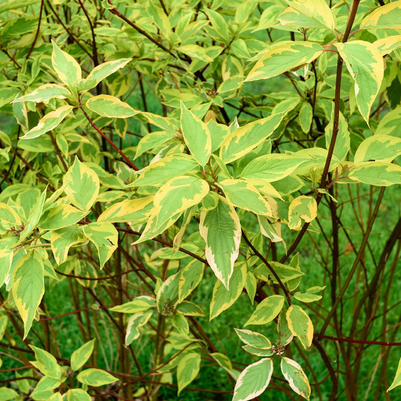 Cornus alba Gouchaultii - Tatarischer Hartriegel (Laub)