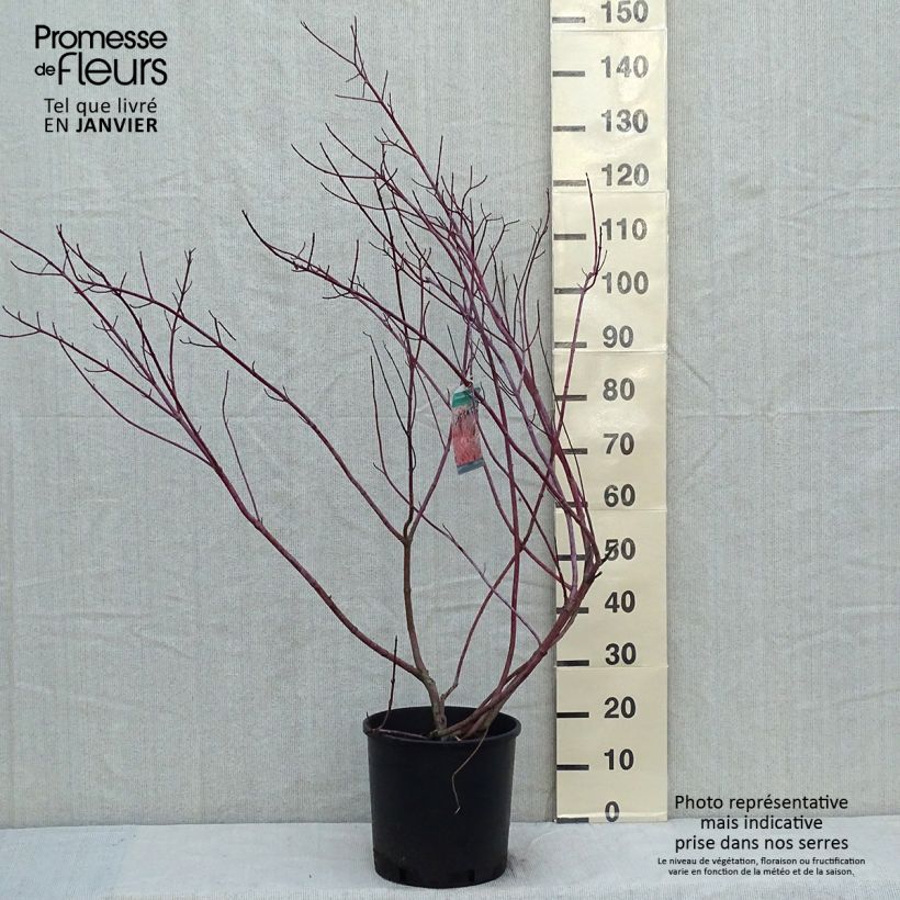 Exemplar von Cornus alba Gouchaultii - Tatarischer Hartriegel Topf mit 7,5L/10L wie im Winter geliefert