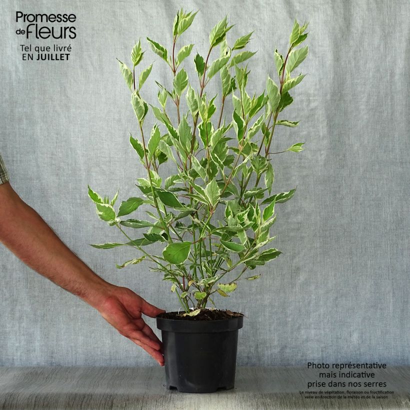 Exemplar von Cornus alba Ivory Halo - Tatarischer Hartriegel Topf mit 3L/4L wie im Sommer geliefert