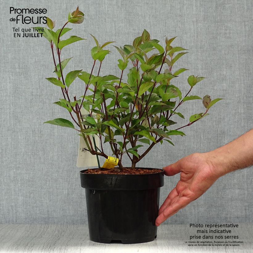 Exemplar von Cornus alba Kesselringii - Tatarischer Hartriegel Topf mit 2L/3L wie im Sommer geliefert