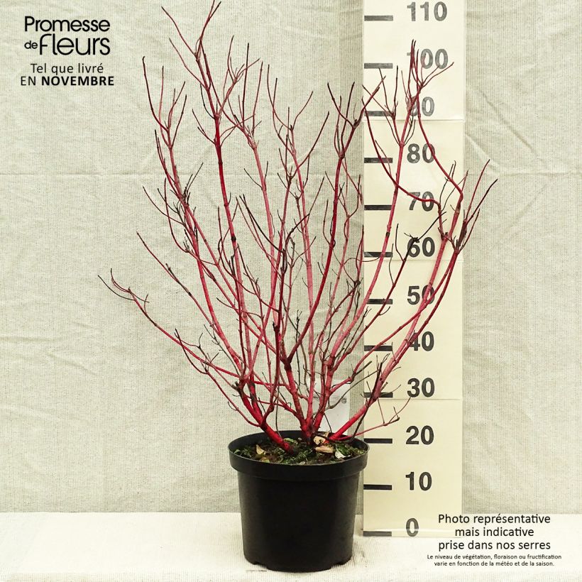 Exemplar von Cornus alba Sibirica - Tatarischer Hartriegel Topf mit 6L/7L wie im Herbst geliefert