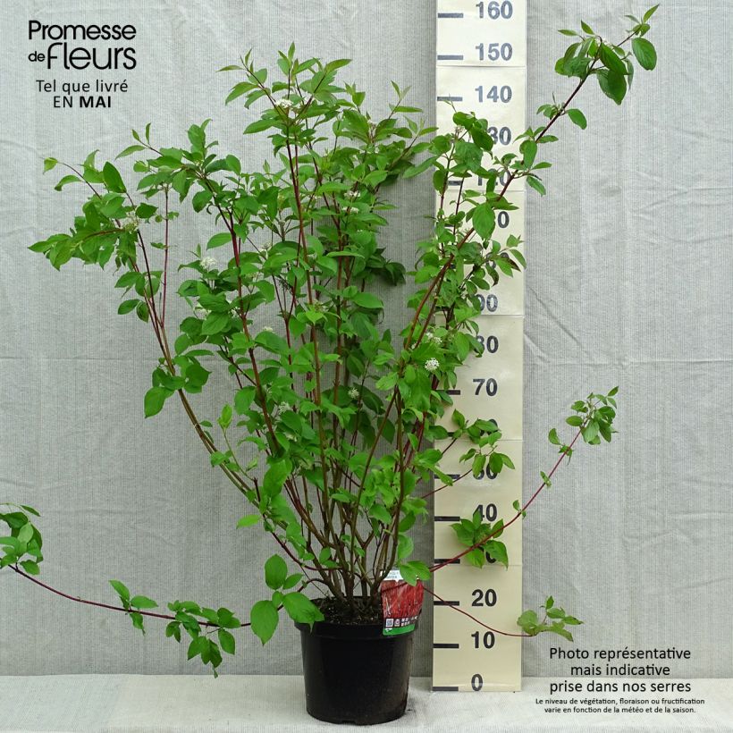 Exemplar von Cornus alba Sibirica - Tatarischer Hartriegel Topf mit 7,5L/10L wie im Frühjahr geliefert