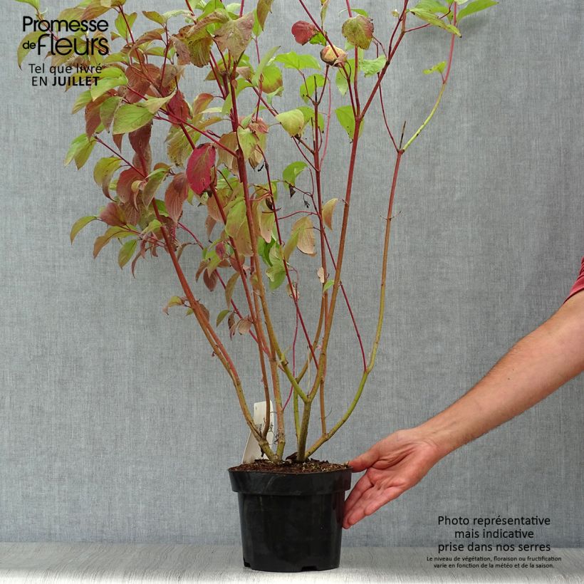 Exemplar von Cornus alba Sibirica - Tatarischer Hartriegel Topf mit 2L/3L wie im Sommer geliefert