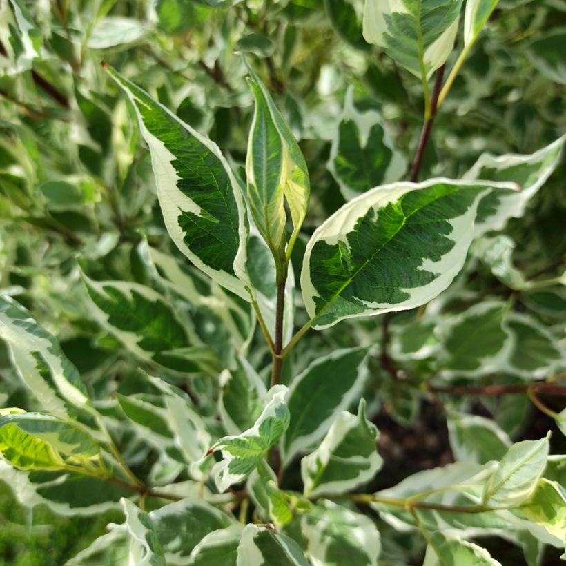 Cornus alba Sibirica Variegata - Tatarischer Hartriegel (Laub)