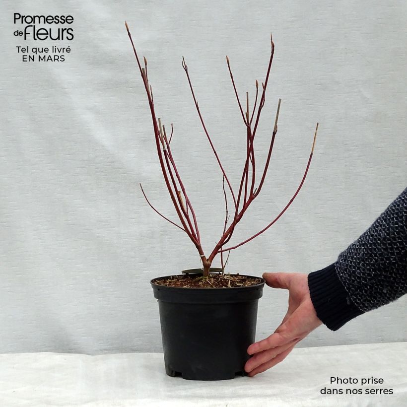 Exemplar von Cornus alba Spaethii - Tatarischer Hartriegel Topf mit 4L/5L wie im Frühjahr geliefert