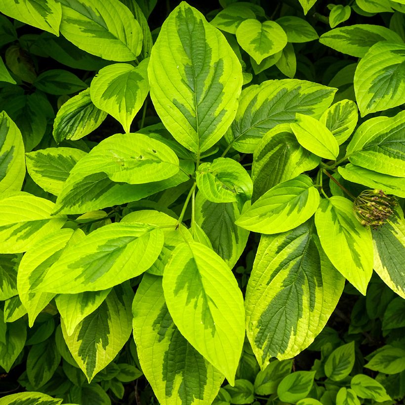 Cornus alba Spaethii - Tatarischer Hartriegel (Laub)