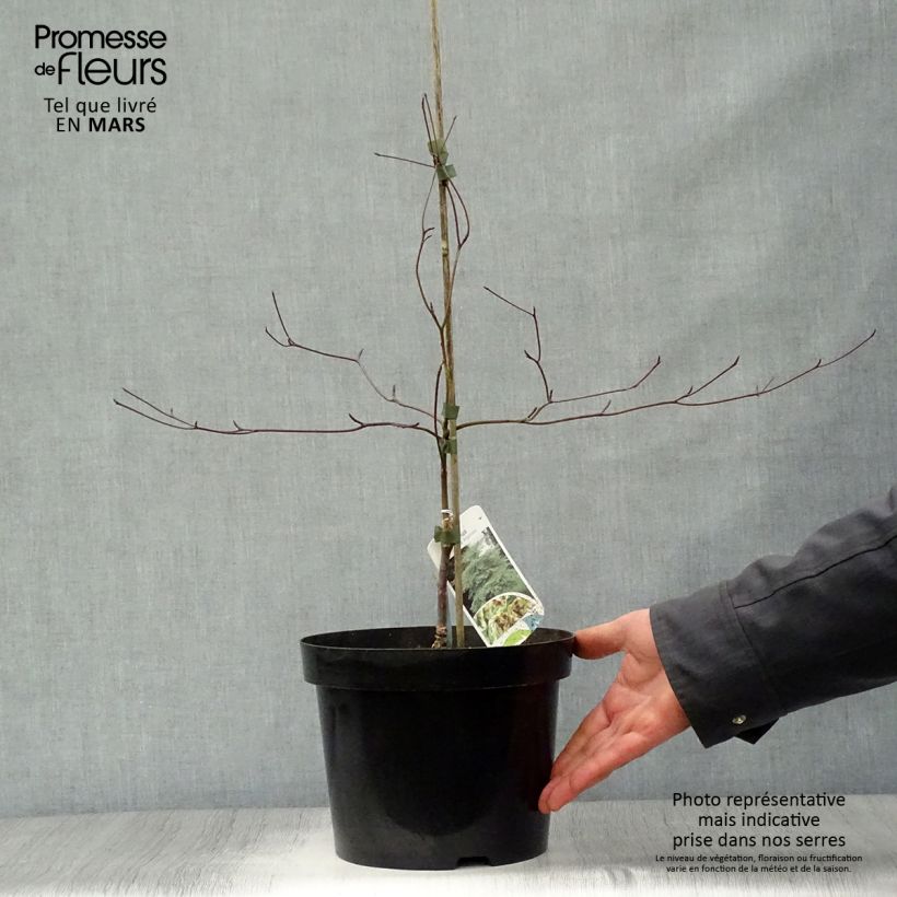Exemplar von Cornus alternifolia Argentea - Wechselblättriger Hartriegel Topf mit 3L/4L wie im Frühjahr geliefert