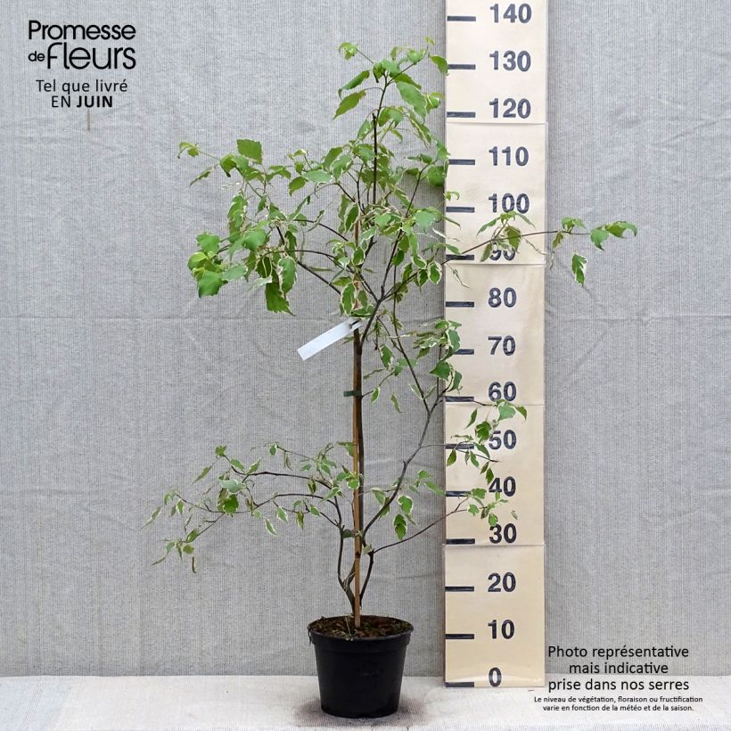 Exemplar von Cornus alternifolia Pinky Spots - Wechselblättriger Hartriegel Topf mit 4L/5L wie im Sommer geliefert
