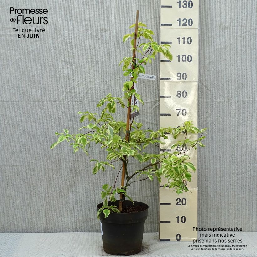 Exemplar von Benthams Hartriegel Gosia - Cornus controversa Topf mit 7,5L/10L wie im Frühjahr geliefert