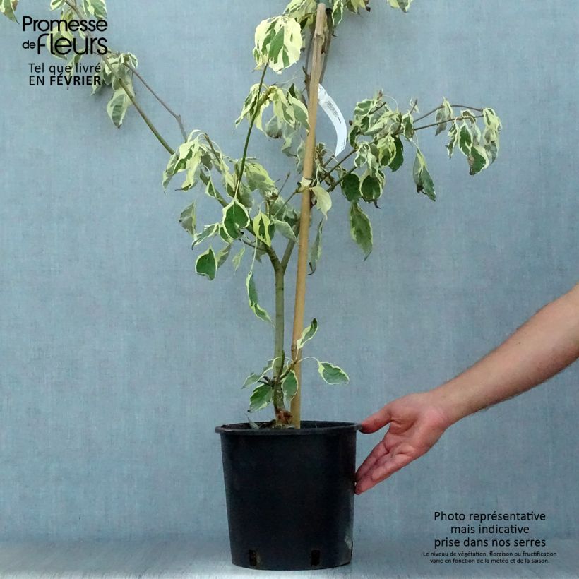 Exemplar von Benthams Hartriegel Variegata - Cornus controversa Topf mit 7,5L/10L wie im Herbst geliefert