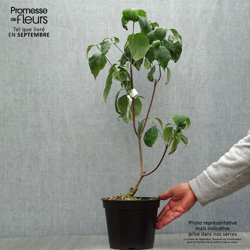 Exemplar von Amerikanischer Blumen-Hartriegel Cherokee Chief - Cornus florida Topf mit 4L/5L wie im Herbst geliefert