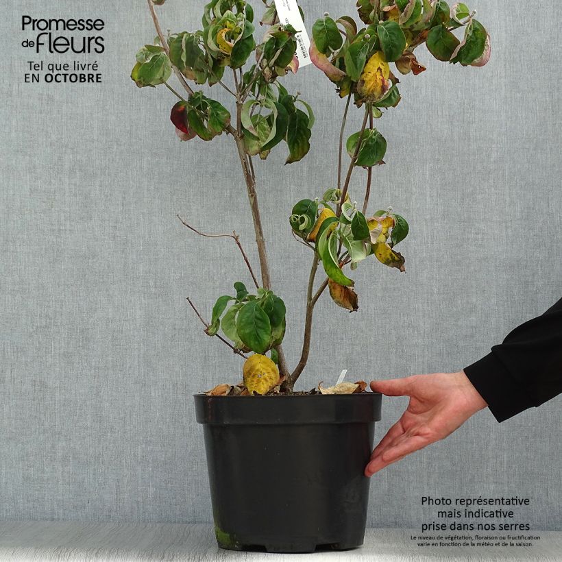 Exemplar von Amerikanischer Blumen-Hartriegel Cherokee Chief - Cornus florida Topf mit 12L/15L wie im Herbst geliefert