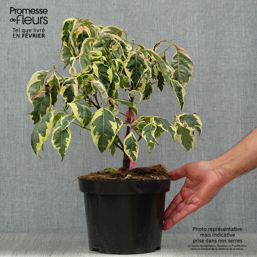 Exemplar von Amerikanischer Blumen-Hartriegel Firebird - Cornus florida Topf mit 4L/5L wie im Herbst geliefert