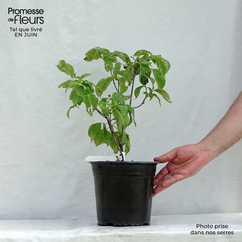 Exemplar von Amerikanischer Blumen-Hartriegel Rubra - Cornus florida Topf mit 4L/5L wie im Sommer geliefert