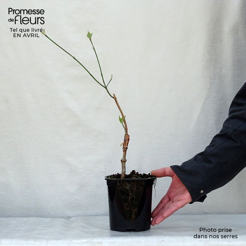 Exemplar von Amerikanischer Blumen-Hartriegel - Cornus florida subsp. urbiniana Topf mit 2L/3L wie im Frühjahr geliefert