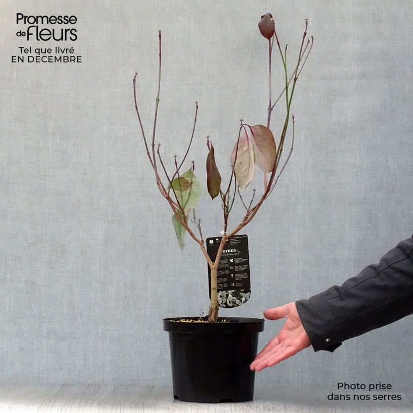 Exemplar von Amerikanischer Blumen-Hartriegel - Cornus florida subsp. urbiniana Topf mit 2L/3L wie im Winter geliefert