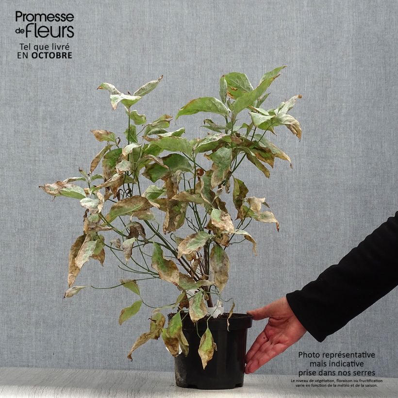 Exemplar von Amerikanischer Blumen-Hartriegel - Cornus florida Topf mit 2L/3L wie im Herbst geliefert