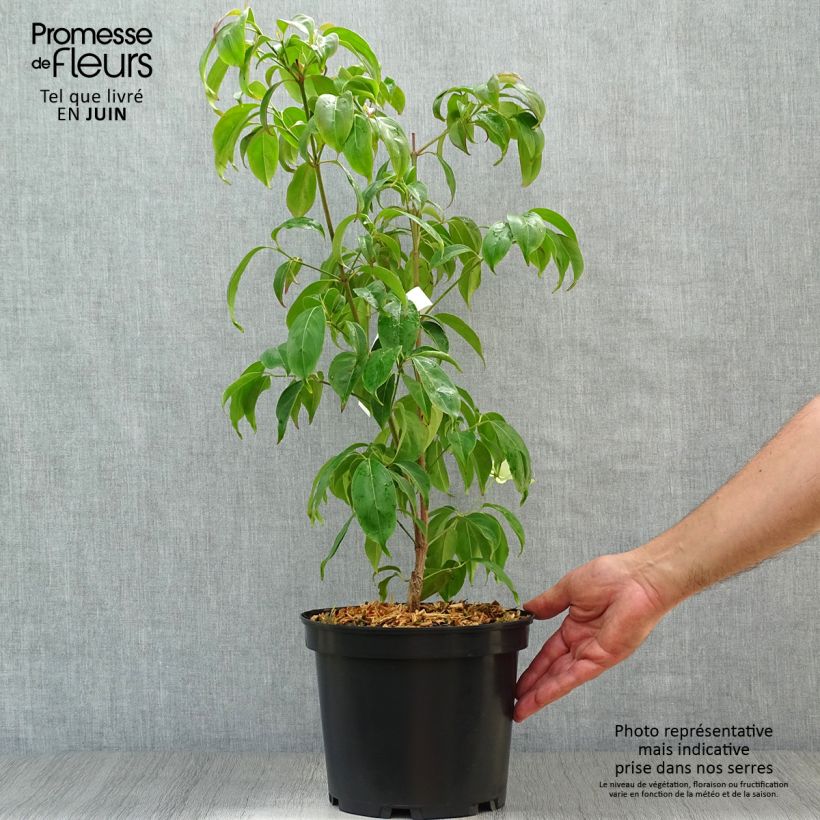 Exemplar von Hongkong-Hartriegel - Cornus hongkongensis Topf mit 2L/3L wie im Sommer geliefert