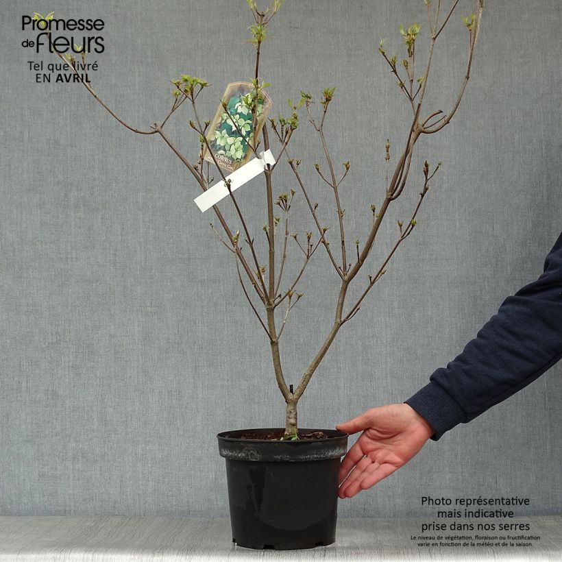 Exemplar von Japanischer Blumen-Hartriegel China Girl - Cornus kousa Topf mit 4L/5L wie im Frühjahr geliefert