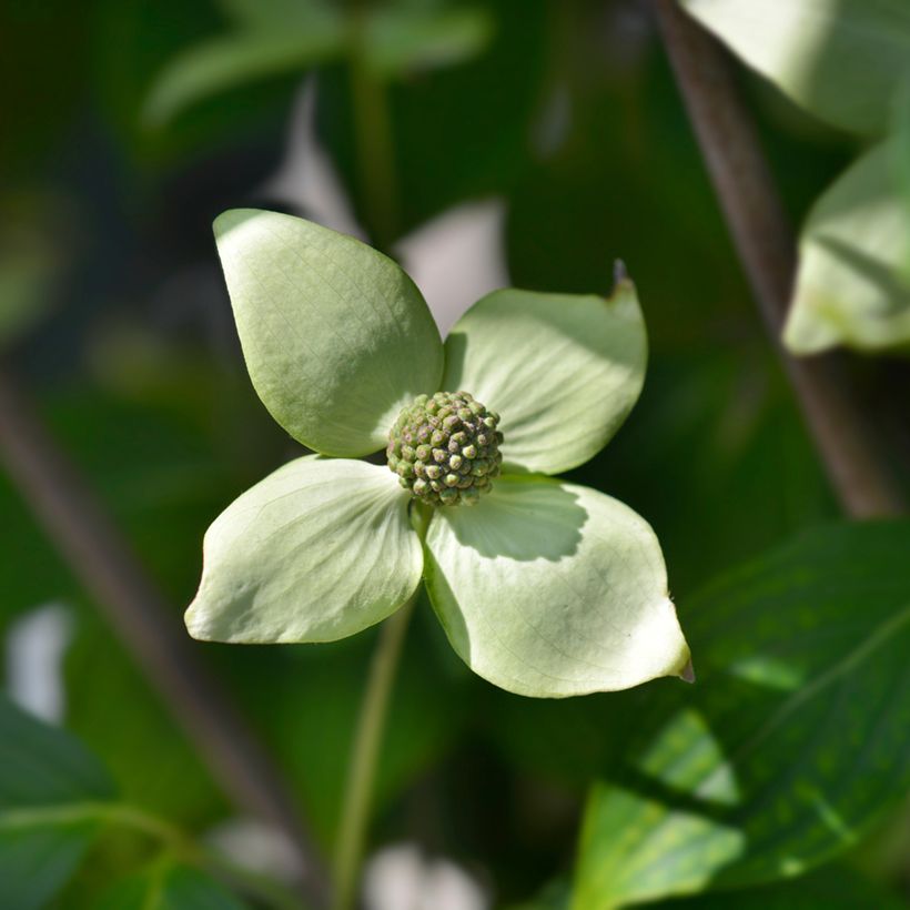Japanischer Blumen-Hartriegel China Girl - Cornus kousa (Blüte)