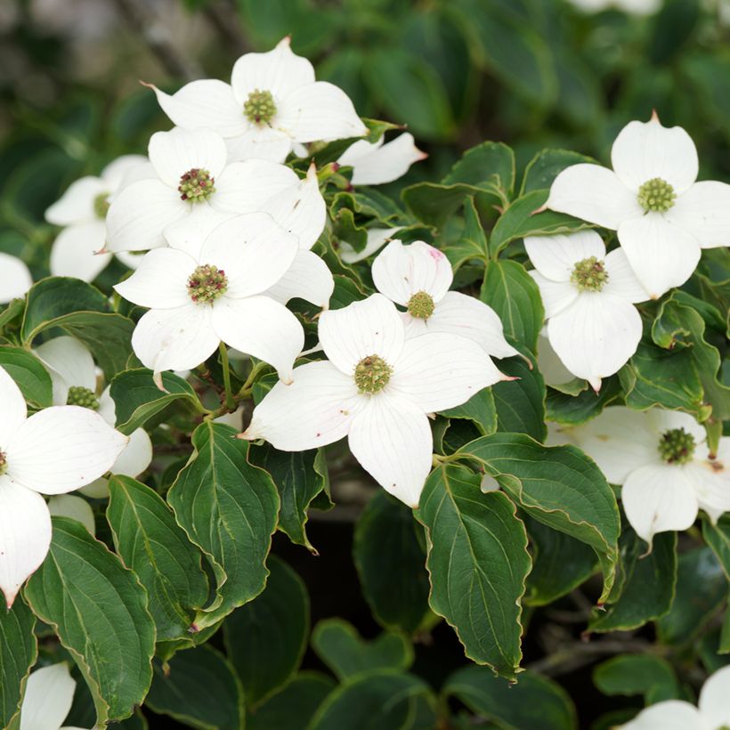 Japanischer Blumen-Hartriegel Chinensis - Cornus kousa (Blüte)