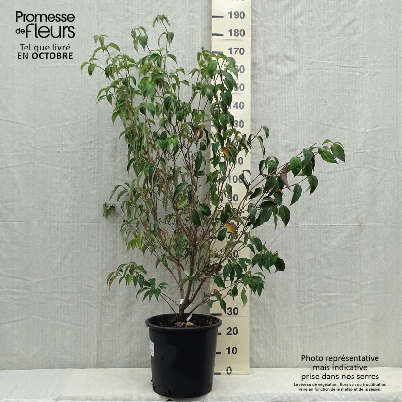 Exemplar von Japanischer Blumen-Hartriegel Roberts Select - Cornus kousa Topf mit 20L/25L wie im Herbst geliefert