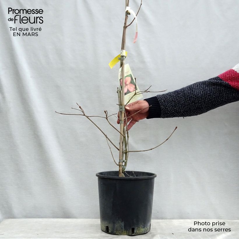Exemplar von Japanischer Blumen-Hartriegel Rosy Teacups - Cornus kousa Topf mit 7,5L/10L wie im Frühjahr geliefert