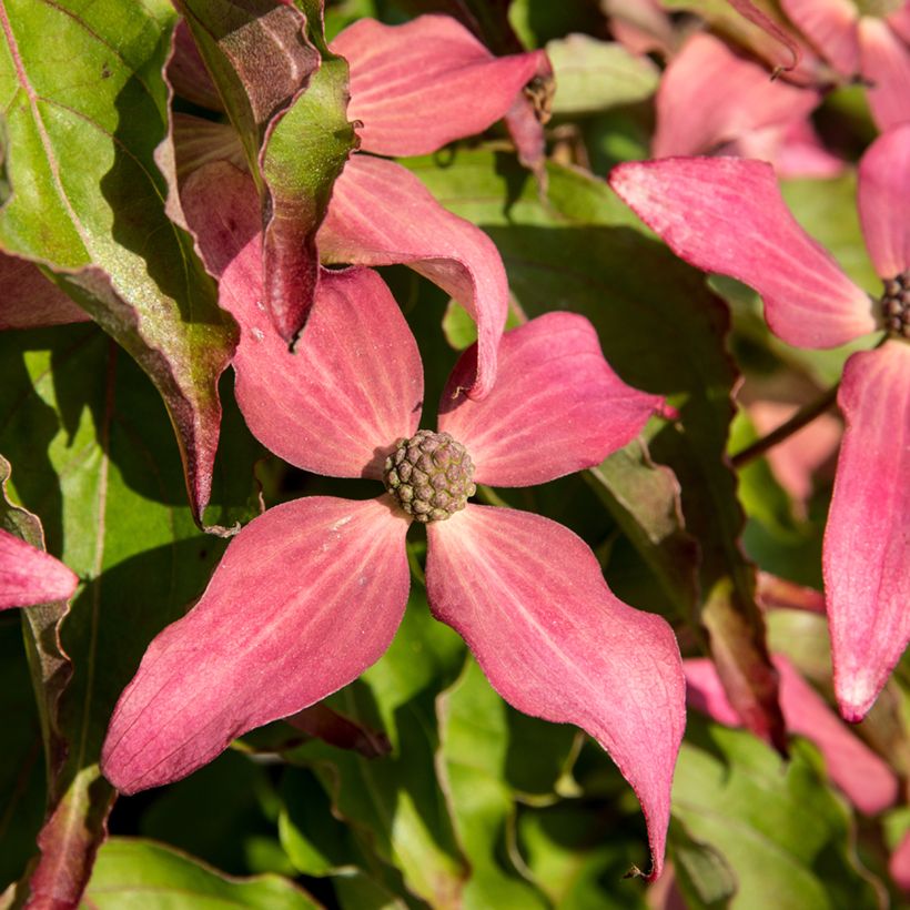Japanischer Blumen-Hartriegel Scarlet Fire - Cornus kousa (Blüte)