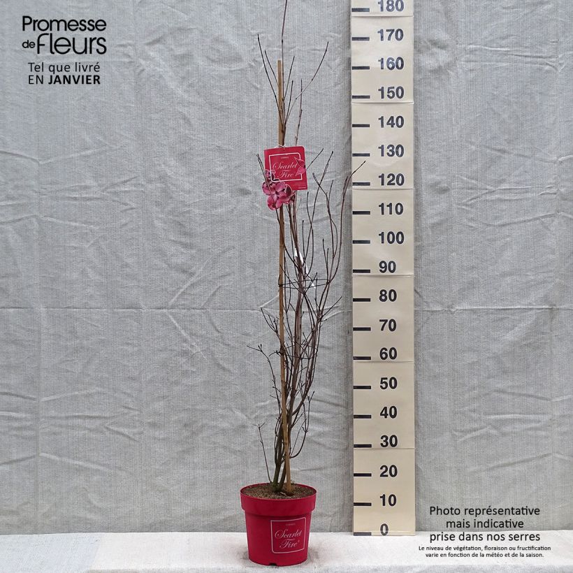 Exemplar von Japanischer Blumen-Hartriegel Scarlet Fire - Cornus kousa Topf mit 7,5L/10L wie im Winter geliefert