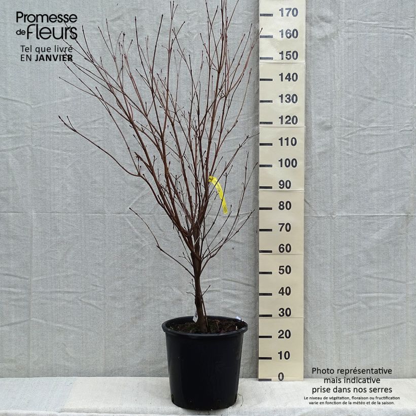 Exemplar von Japanischer Blumen-Hartriegel Teutonia - Cornus kousa Topf mit 18L/20L wie im Winter geliefert