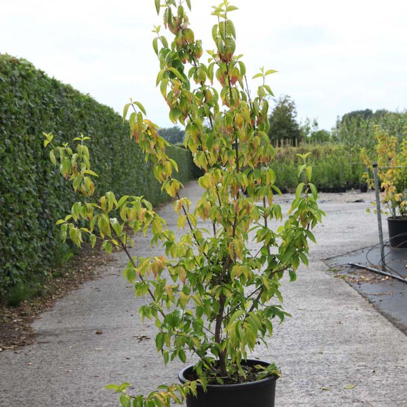 Kornelkirsche Aurea - Cornus mas (Hafen)