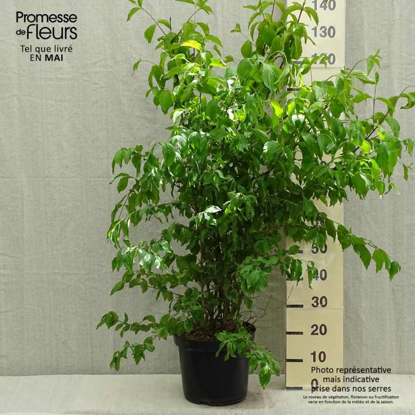 Exemplar von Kornelkirsche - Cornus mas Topf mit 12L/15L wie im Frühjahr geliefert