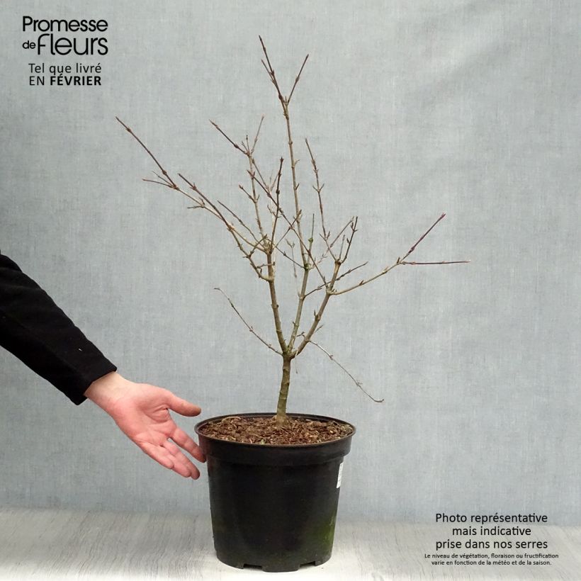 Exemplar von Kornelkirsche - Cornus mas Topf mit 7,5L/10L wie im Winter geliefert