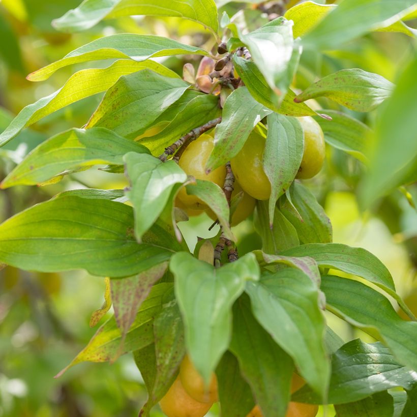 Kornelkirsche Jolico - Cornus mas (Laub)