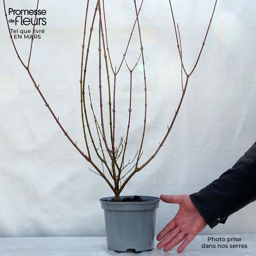 Exemplar von Roter Hartriegel - Cornus sanguinea Topf mit 2L/3L wie im Frühjahr geliefert