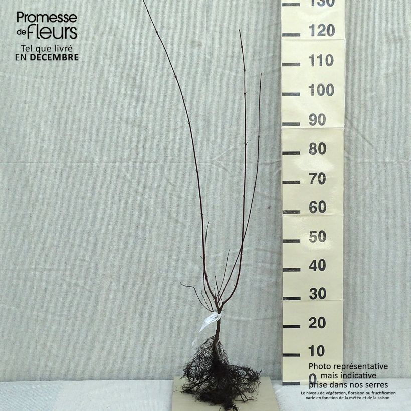Exemplar von Roter Hartriegel - Cornus sanguinea Wurzelnackt wie im Winter geliefert