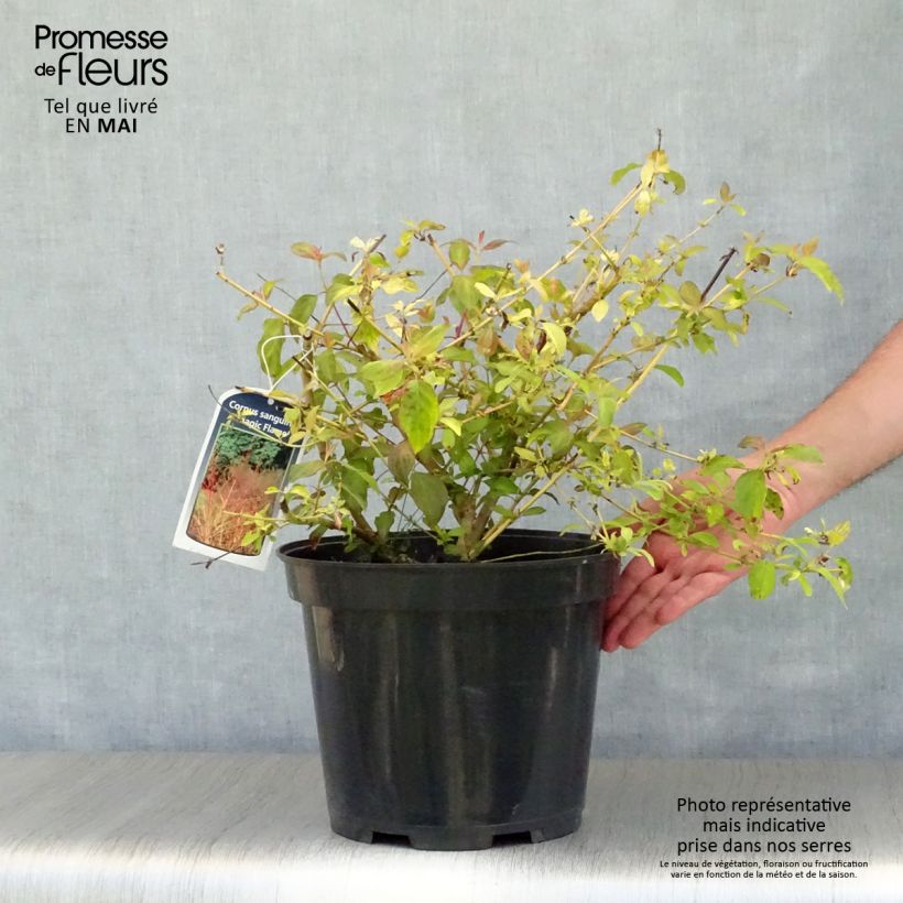 Exemplar von Roter Hartriegel Magic Flame - Cornus sanguinea Topf mit 7,5L/10L wie im Frühjahr geliefert