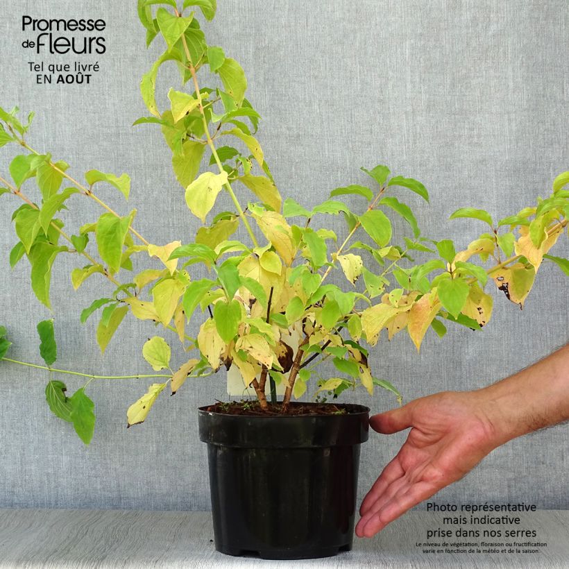 Exemplar von Roter Hartriegel Winter Beauty - Cornus sanguinea Topf mit 2L/3L wie im Sommer geliefert