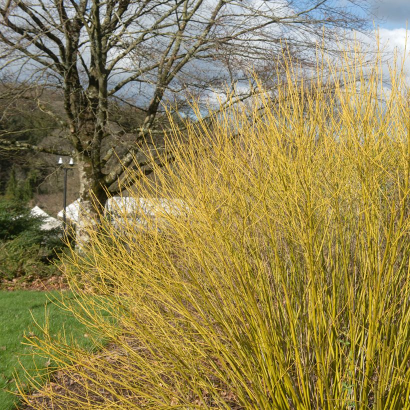 Seidige Hartriegel Budd's Yellow - Cornus sericea (Hafen)