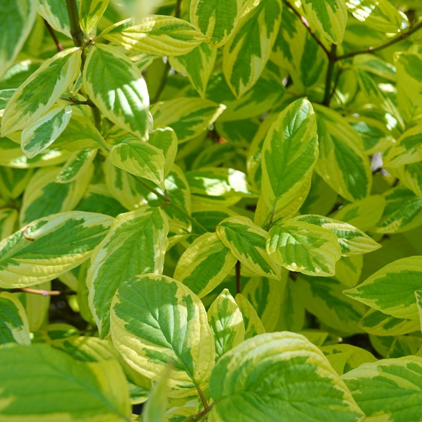 Seidige Hartriegel Hedgerow's Gold - Cornus sericea (Laub)