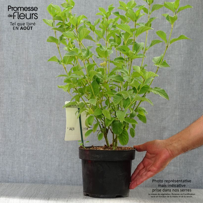 Exemplar von Seidige Hartriegel Flaviramea - Cornus sericea Topf mit 3L/4L wie im Sommer geliefert