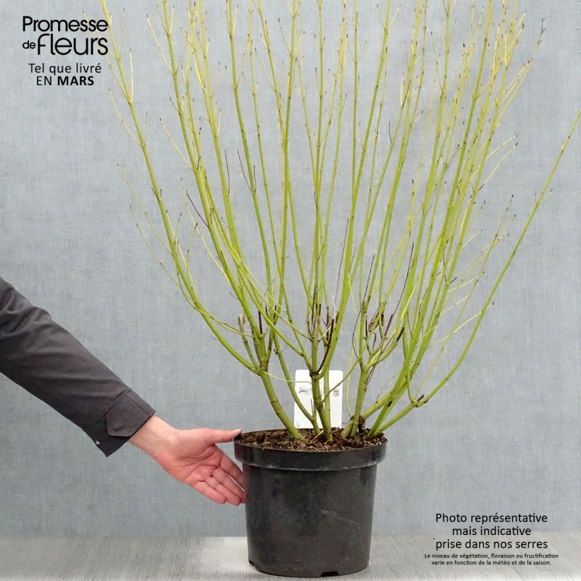 Exemplar von Seidige Hartriegel Flaviramea - Cornus sericea Topf mit 7,5L/10L wie im Frühjahr geliefert