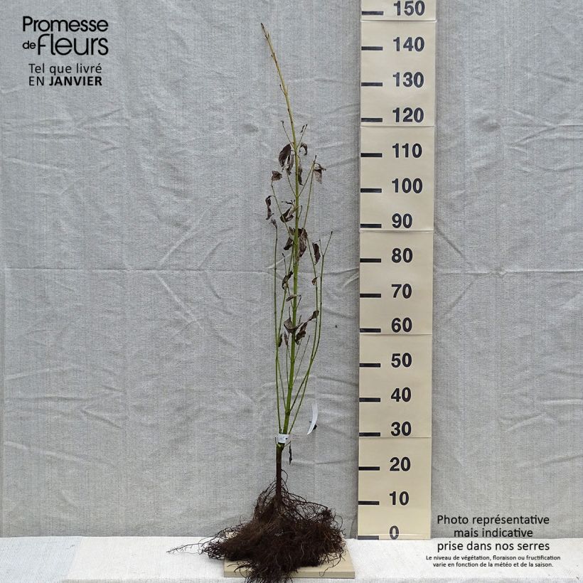 Exemplar von Seidige Hartriegel Flaviramea - Cornus sericea Wurzelnackt wie im Winter geliefert