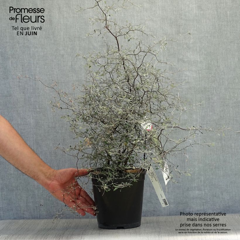 Exemplar von Corokia cotoneaster Little prince - Zickzackstrauch Topf mit 4L/5L wie im Sommer geliefert