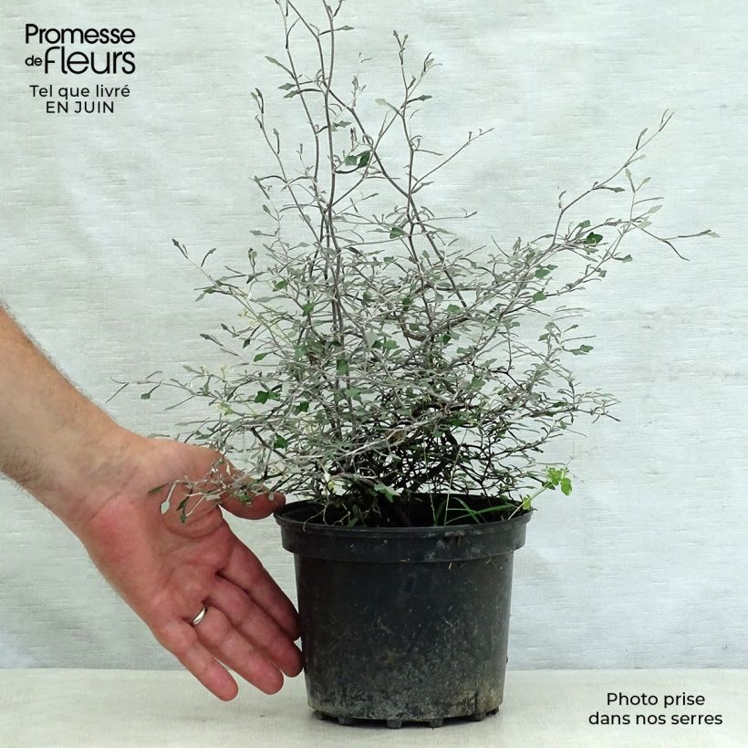 Exemplar von Corokia cotoneaster - Zickzackstrauch Topf mit 1L/1,5L wie im Sommer geliefert
